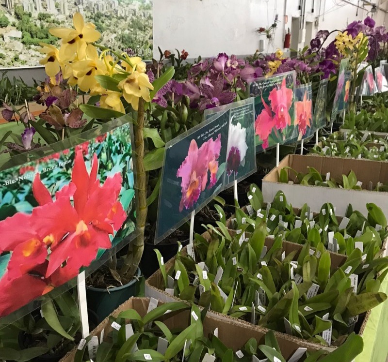 Doze cidades estarão presentes na exposição de orquídeas em Carazinho neste  fim de semana